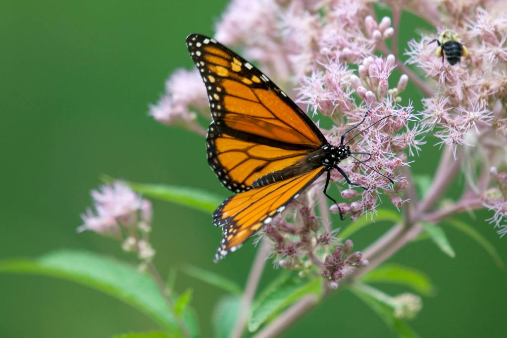Swamp Milkweed Growing Guide: Tips for a Thriving Garden and Monarch Habitat in Maryland