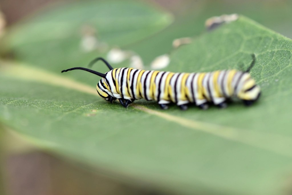 A Guide to Raising & Protecting Monarch Caterpillars