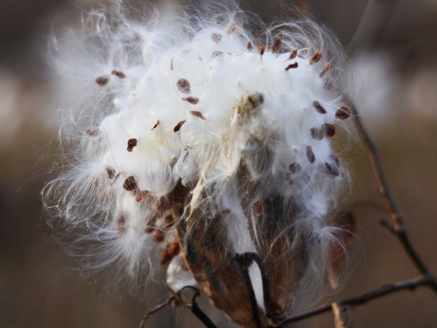How to Harvest and Manage Swamp Milkweed Seeds in Your Garden